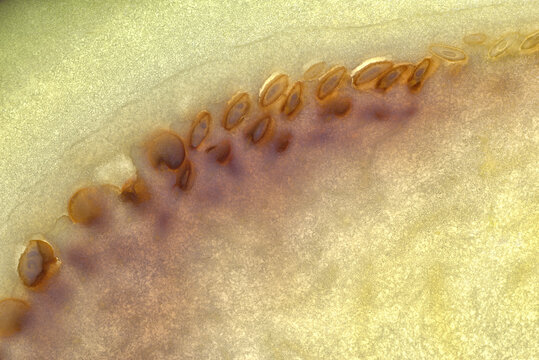 Closeup macro photograph of patters in the seeds and flesh of eggplant (Solanum melogena)