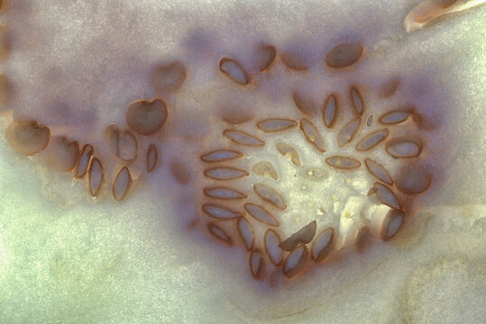 Closeup macro photograph of patters in the seeds and flesh of eggplant (Solanum melogena)