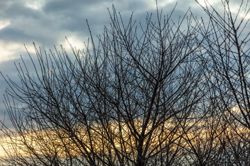 Bare branches on a tree against the background of the sky with clouds.