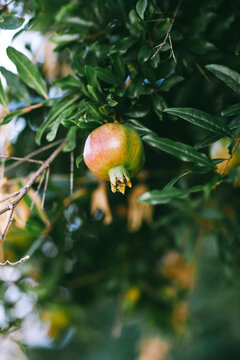 Pomegranate