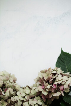 Pale green and pink hydrangea dried flowers on marble surface seen from above
