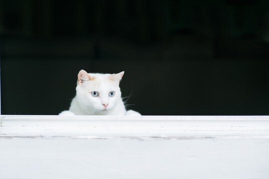 White cat stalking prey from an open window.