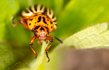 Colorado potato beetle on a green leaf in nature