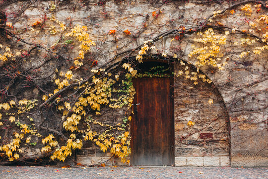 A wooden gate in a wall surrounded by climbing plants