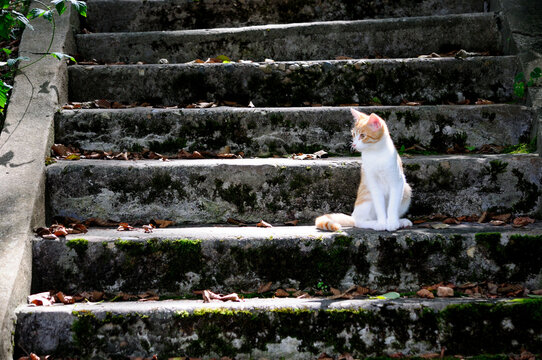 Ginger cat