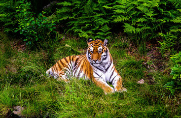 Fototapeta na wymiar Large beautiful Siberian tiger chilling on the grass. 