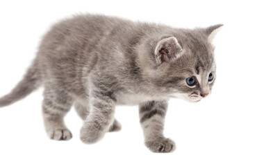 Obraz premium Little fluffy kitten isolated on a white