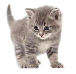 Little fluffy kitten isolated on a white