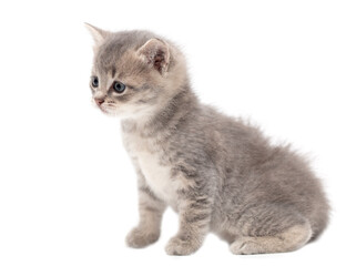 Little fluffy kitten isolated on a white