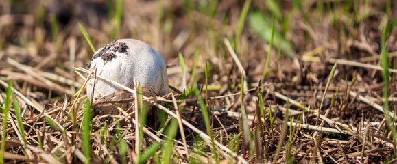 Edible mushroom grows in the forest.