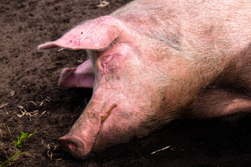Large pig sleeping in the dirt. 
