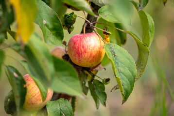 Ripe apples on the branches of a tree in summer.