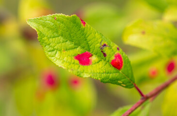 Red spots on the green leaves of the plant.
