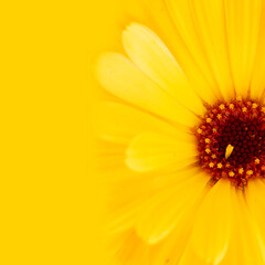 Half of Pot Marigold on yellow background. Calendula officinalis close up. Selective focus. Flower background. Medical herb, often used in gardens, edible add color to salad, dish as a garnish. Macro.