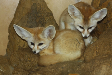 Fototapeta premium Two cute sleepy Fennec Fox, Vulpes zerda, finding somewhere comfortable to nap in sandy rocks