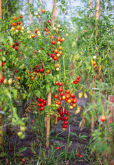 Ripe red tomatoes on the plant.