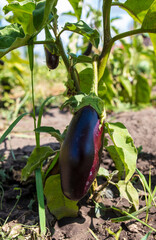 Eggplant on a plant in nature.