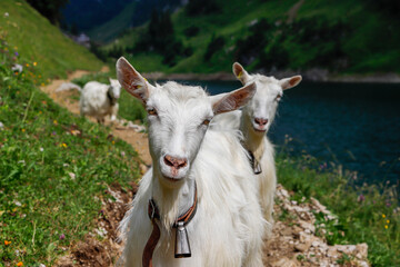 Fototapeta premium Ziegen