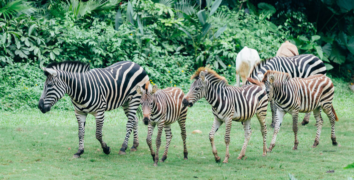 zebra group walking