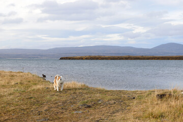 Hund an See in Island