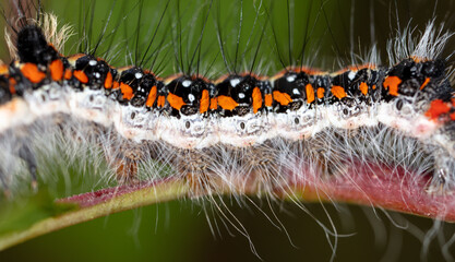 Hairy caterpillar on a plant close-up.