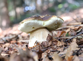mushrooms in the forest