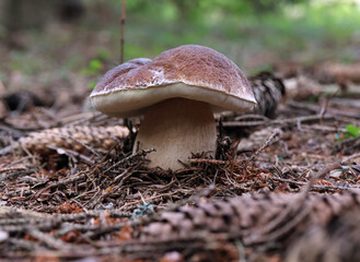 mushrooms in the forest