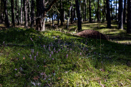 Słowiński Park Narodowy, Wrzosy 