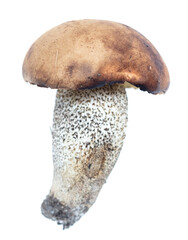Boletus mushroom isolated on white background.