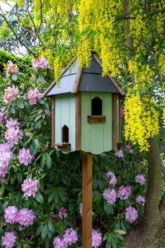 Birdhouse in springtime with Laburnum and rhododendron in flower.
