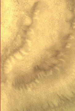 Closeup of abstract patterns and textures in a golden turnip (Brassica rapa)