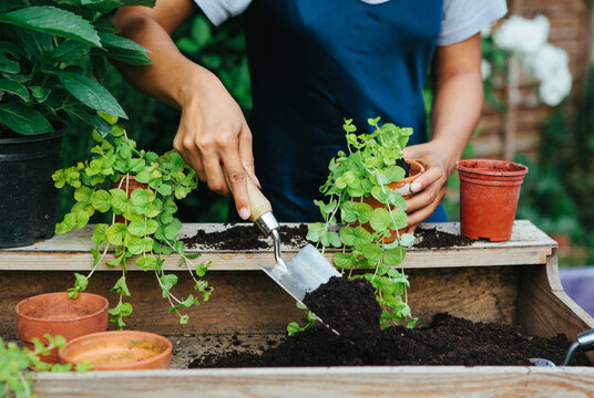 Young mixed race woman planting plants in a garden
