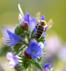 A bee collects honey on blue flowers