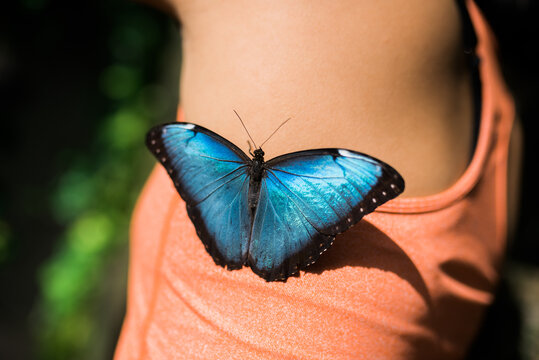 A woman touching a butterfly