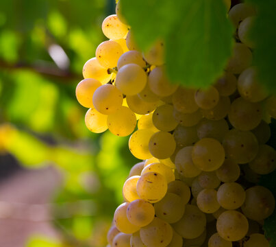 Ripe white grapes on branch with blurred vineyard background.Close up view of ripe white grapes in vineyard on sunny day