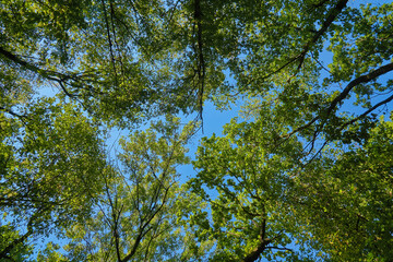 Looking up at the blue sky in the forest