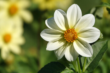 Fototapeta premium Flowers Dahlia Minion - Dahlia Pinnata