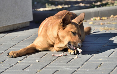 homeless dog on the street chews a bone
