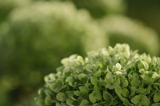 green hydrangea