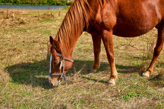 Grazing brown horse in green grass paddock during summer