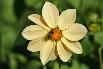 Flowers Dahlia Minion - Dahlia Pinnata