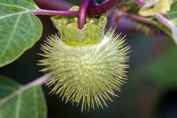 Datura Indian Flowers