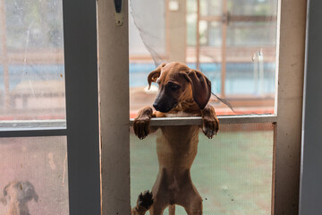 puppy trying to break into the house via the screen door