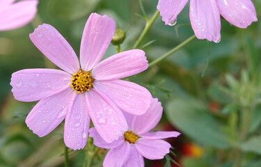 Kosmeya flowers