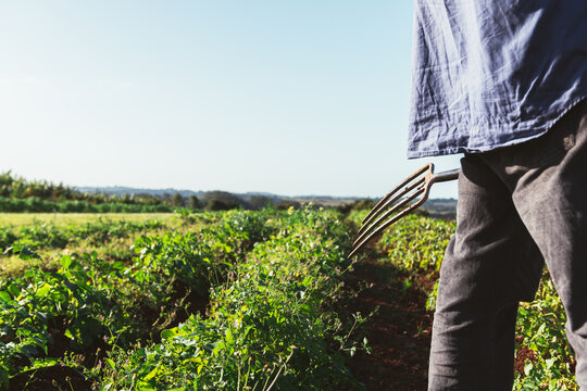potato farming, farm with fork in the fields