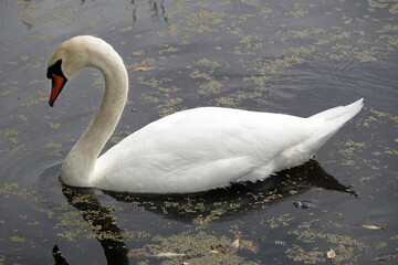 Swan swims in the lake