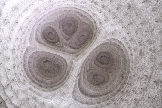 Closeup macro of white onion (Allium cepa)