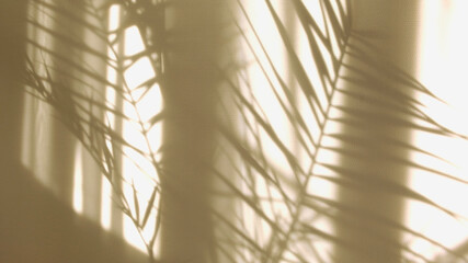 Morning sun lighting the room, shadow background overlays. Transparent shadow of tropical leaves. Abstract gray shadow background of natural leaves tree branch falling on white wall