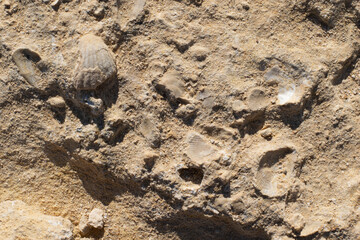 Shells fossils embedded in rock. On the beach of Rodalquilar, Cabo de Gata. Spain.
