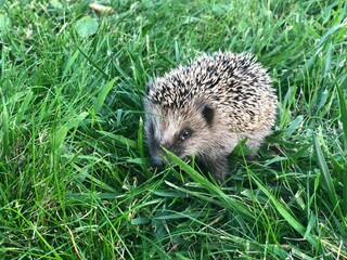 hedgehog in the grass